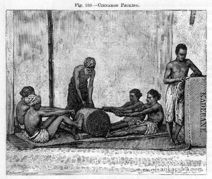 Packing Cinnamon For Export in 1884