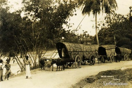 Bull carriages Near Kandy Sri Lanka Ceylon c.1930s