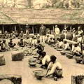 Plumbago Preparation Ceylon