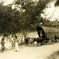 Bull carriages Near Kandy Sri Lanka