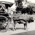 Bullock cart near Kandy