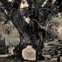 White Man’s Tree at Trincomalee Ceylon