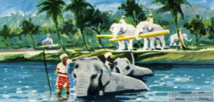 Ceylon Elephants