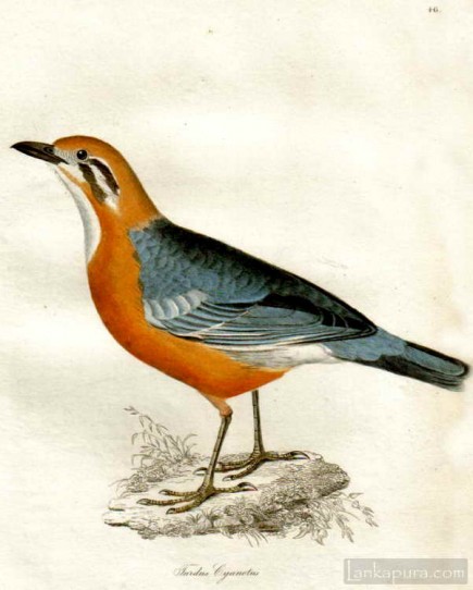 Ceylon Thrush bird - Turdus Cyanotis