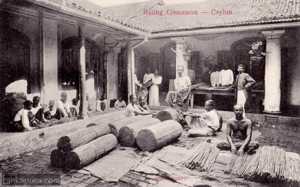 Baling cinnamon in Sri Lanka