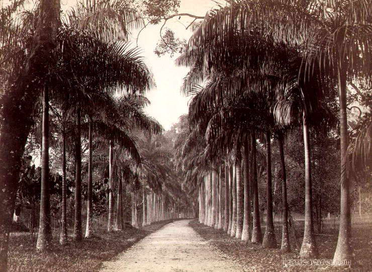 CEYLON%20PAREDENYA%20PALMS%20COLOMBO.jpg