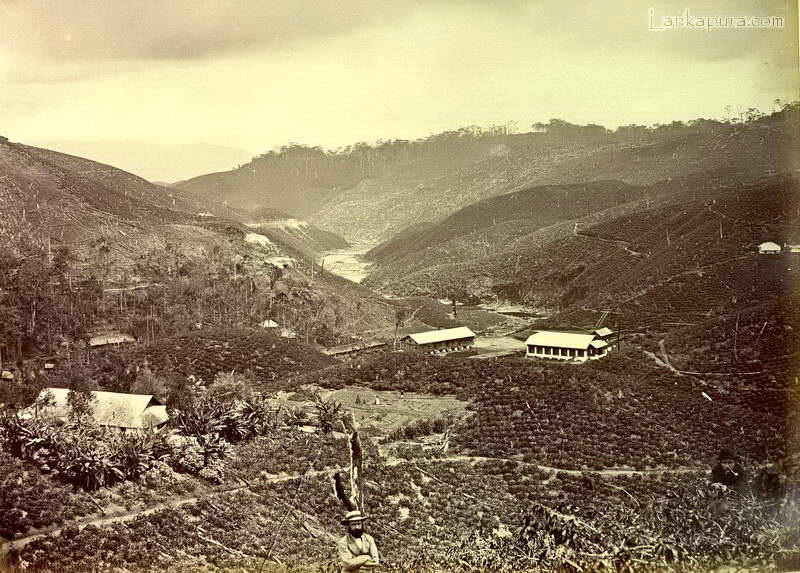 Tea plantations, Ceylon late 1800?s