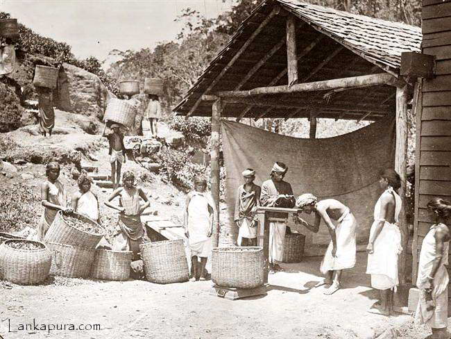 Weighing%20tea%20Ceylon_%20high%20country%20tea%20plantation.jpg