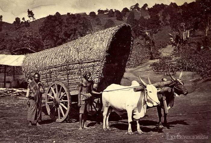 Bullock Cart and Driver, Ceylon