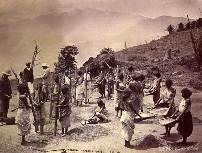 Pounding Ceylon Coffee Late 1800 S