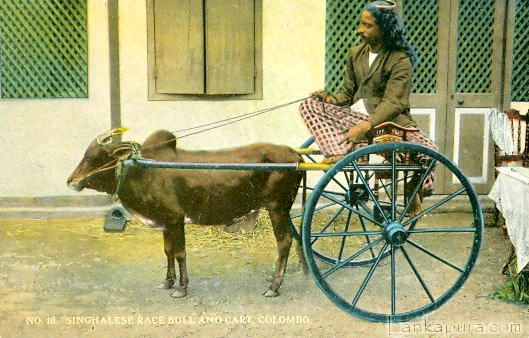 Singhalese Race Bull And Cart Colombo Early 1900 S