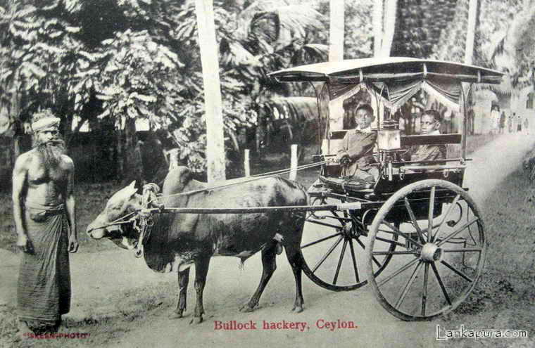 Bullock Hackery, Ceylon