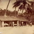 Village scene Sri lanka Pre 1900’s