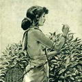 Tamil girl picking tea leaves 1886