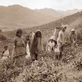 Tea pickers Ceylon