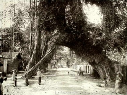 Old Banyan Tree Crossing Kalutara Road