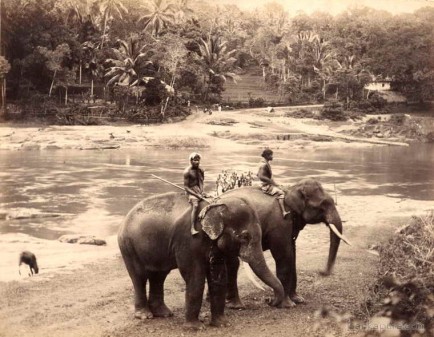 Ceylon Elephants c1880