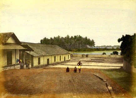 Drying grounds for coffee, Ceylon