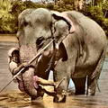 Elephants bathing at Katugastota River, Ceylon
