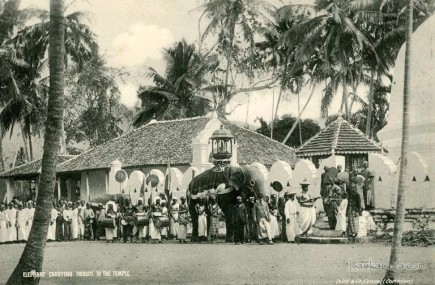 Elephant carrying tribute to the Buddhist temple, Sri Lanka