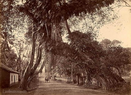 Old fig tree on the Colombo Galle Road, near Kalutara 1875