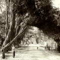 Old Banyan Tree at Kalutara