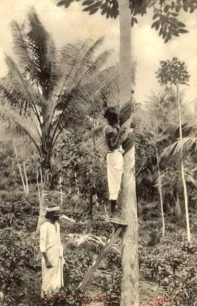 Tapping Rubber in Ceylon