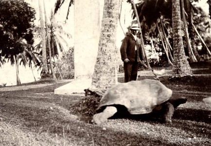 The oldest inhabitant of Galle 1903