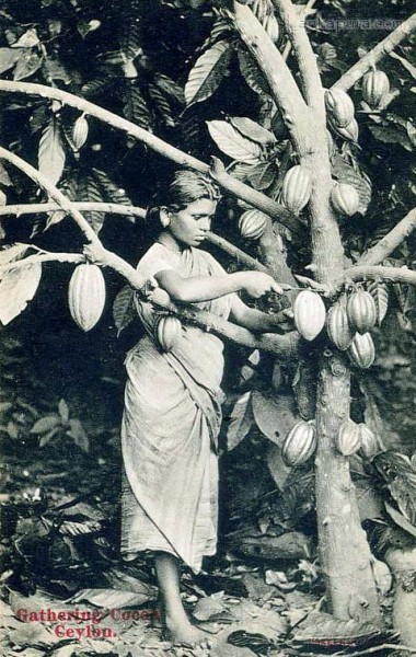 A Girl Harvesting Cocoa Pods, Ceylon 1910