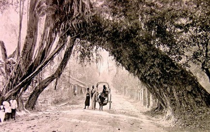 Banyan tree at Kalutara