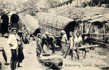 Branding Cattle, Ceylon