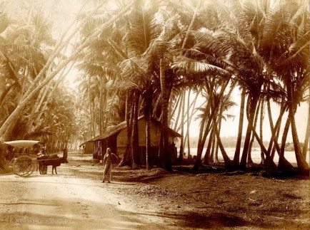 Typical Road scene on Galle Road, Ceylon 1880