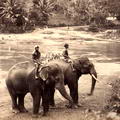 Elephants River Scene