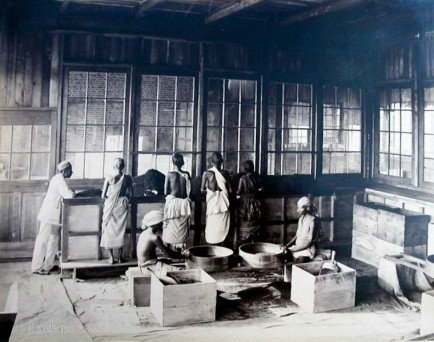 Coolies working in a tea factory 1890