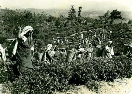 Workers at the Lipton Bandara Eliya Tea Estate in, Ceylon #IMG