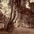 Old fig tree near Kalutara 