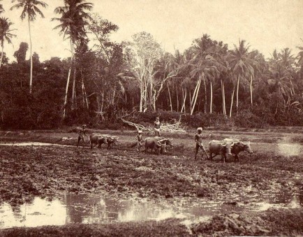 Water buffalo is used to plough the paddy fields