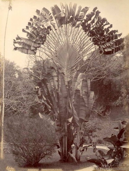 Ravenala Madagascariensis - Travellers Palm, Ceylon