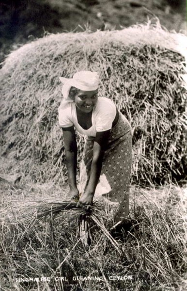 Sinhalese girl working in paddy field threshing rice Harvest, Sri Lanka