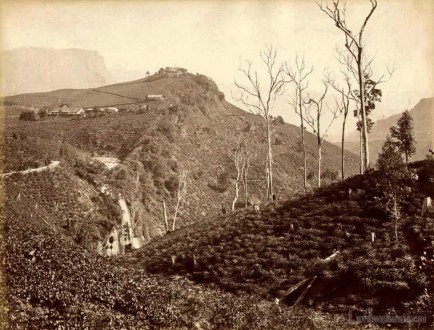 Tea plantations near Devon Falls, Ceylon 1870