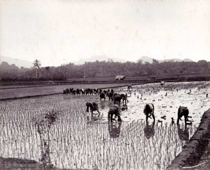 Traditional hand methods (Transplanting) of cultivating Rice 1880