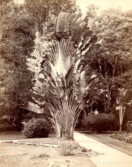 Traveller's palm tree, Ceylon