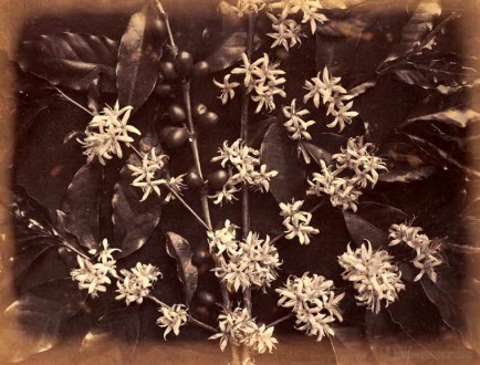 Coffee Plant with blossoms 1883