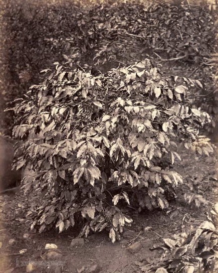 Coffee Bush Ceylon 1883