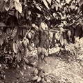 cocoa plant with cocoa fruits