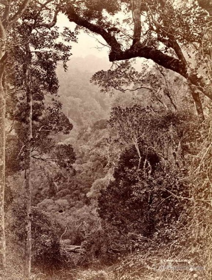 The Jungle, Nuwara Eliya, Ceylon