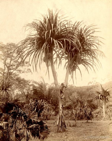 Pandanus Palm tree, Ceylon 1880 - 1885