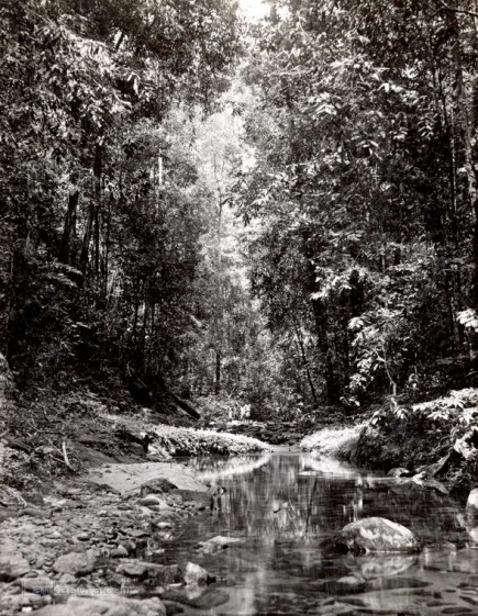 A stream in the Sinharaja Forest, Ceylon