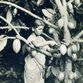 A Girl Harvesting Cocoa Pods