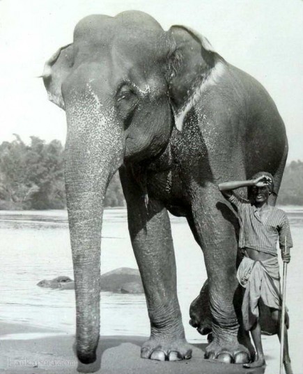 Elephant & Handler early 1900s Ceylon